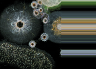 plankton