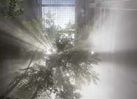 cloud forest